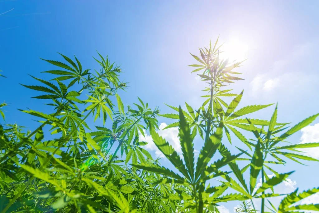 Exploring How Strong is Delta 6: Potency and Effects