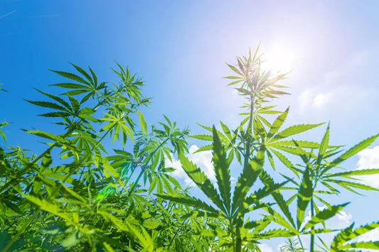 Exploring How Strong is Delta 6: Potency and Effects