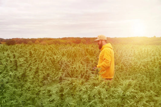 Is Delta 8 Legal In Idaho? Find Out Now!