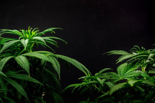 Exploring HXC: Navigating the Hemp & Cannabis Industry