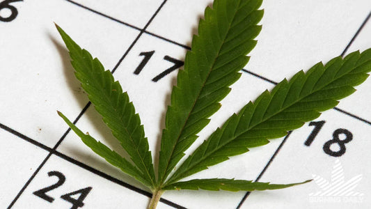 Does CBD Oil Expire? Shelf Life & Storage Tips