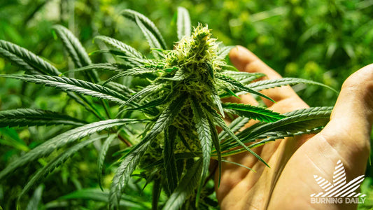 What Is THC‑O Acetate? Effects, Risks & Legality Guide