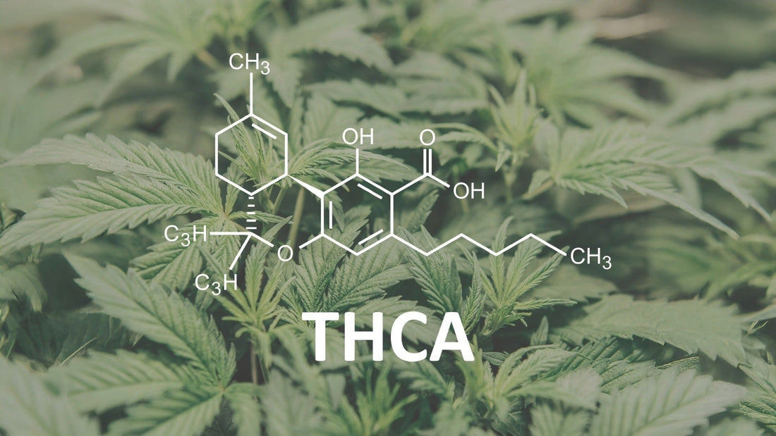 The Best THCA Products to Try in 2025: A Burning Daily Guide