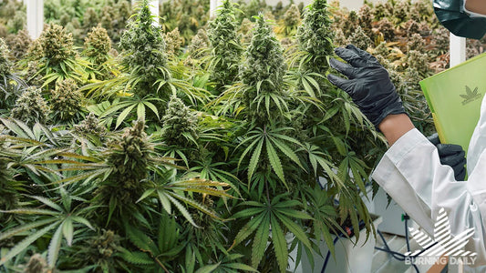 What Is THCP? THCP Explained: Potency, Effects & Legality
