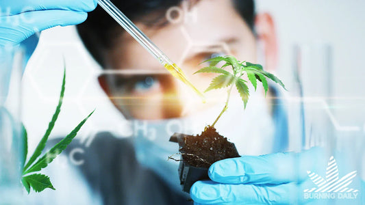 How to Make CBD Oil at Home: Step‑by‑Step Guide
