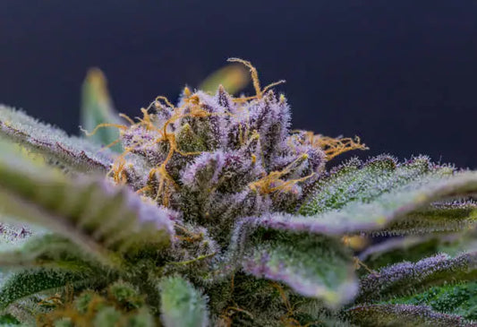 Understanding the Role of Terpenes in Hemp Products