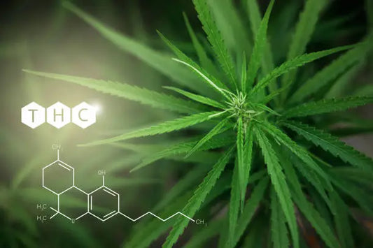 Is THC a Depressant, Stimulant, or Hallucinogen?