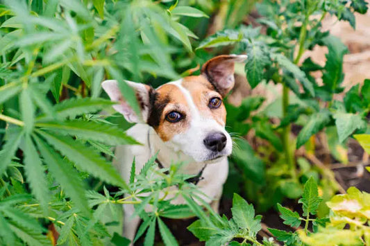 Is Delta 8 Safe for Dogs? A Complete Guide