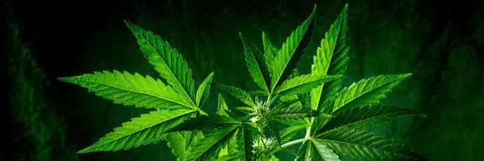 Is THCB Legal in New Mexico? Understanding the Legal Landscape of a Growing Industry