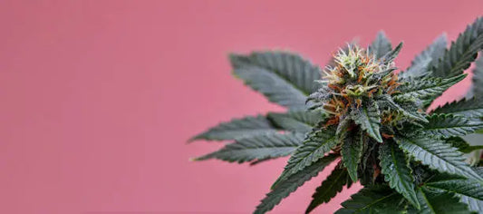 Is THCB Legal In North Carolina? A Complete Breakdown