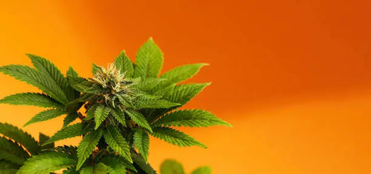 Is THCB Legal in Hawaii? A Comprehensive Guide