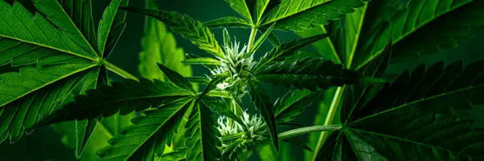 Is THCB Legal in Mississippi? A Complete Overview