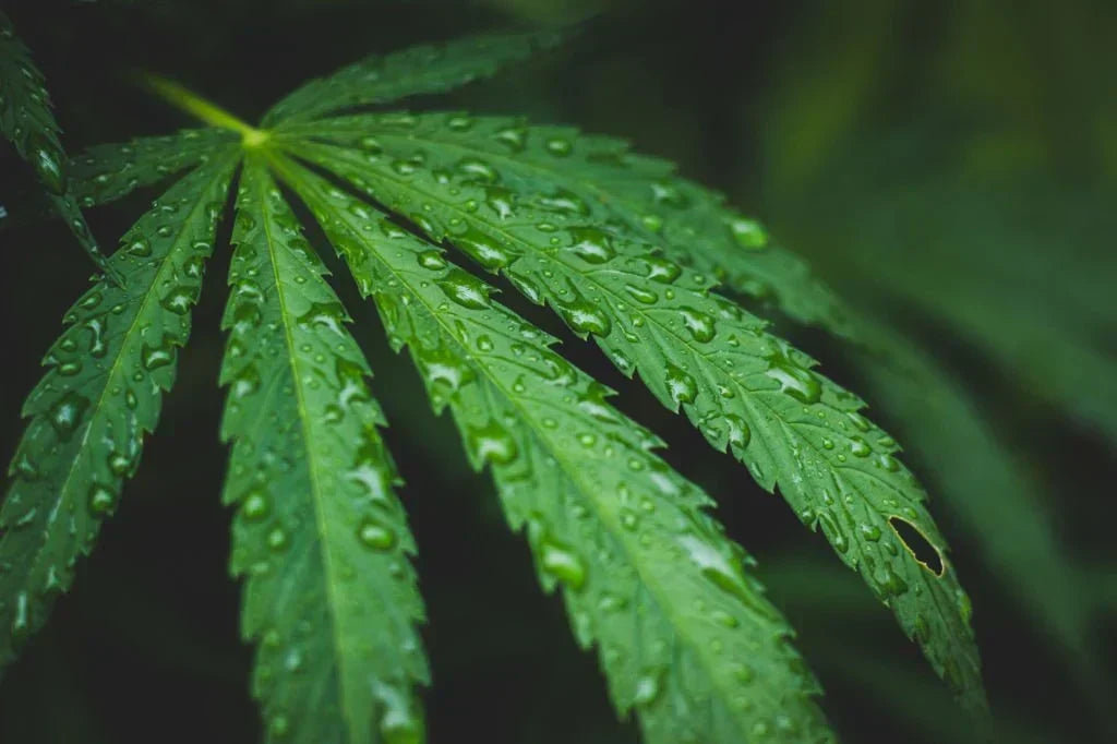 What Is THCP? Potency & Effects