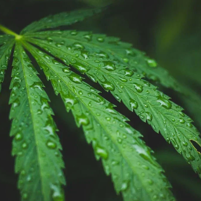 What Is THCP? Potency & Effects