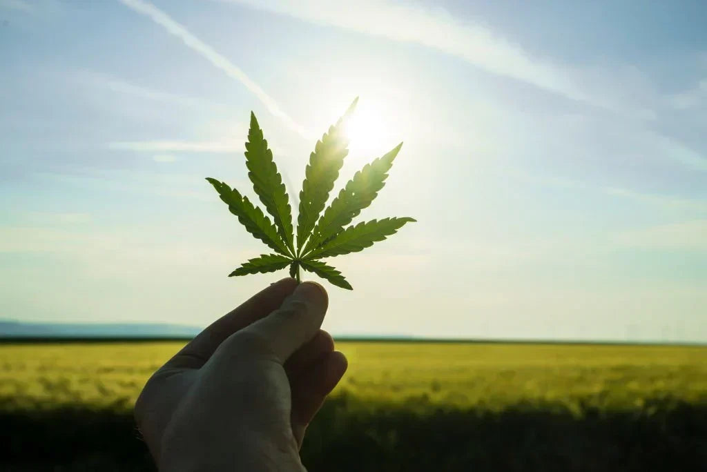 What Is A High THCA Percentage? — 2026 Update