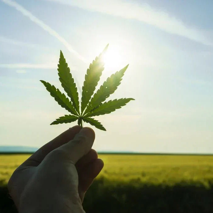 What Is a High THCA Percentage? How to Read the Number
