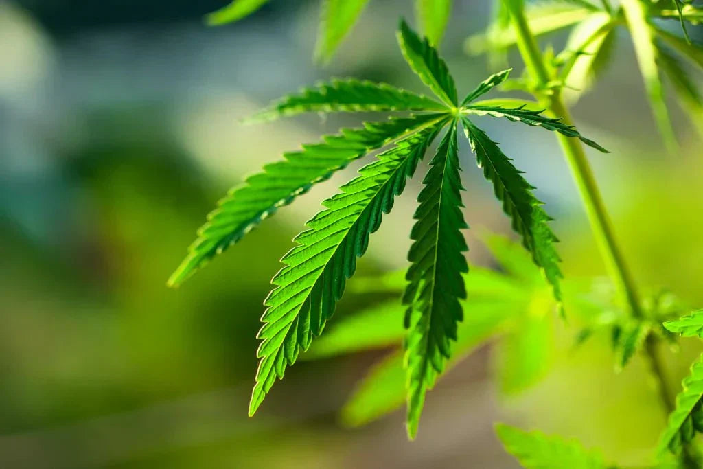 THC-H Guide: Effects, Safety & Legality
