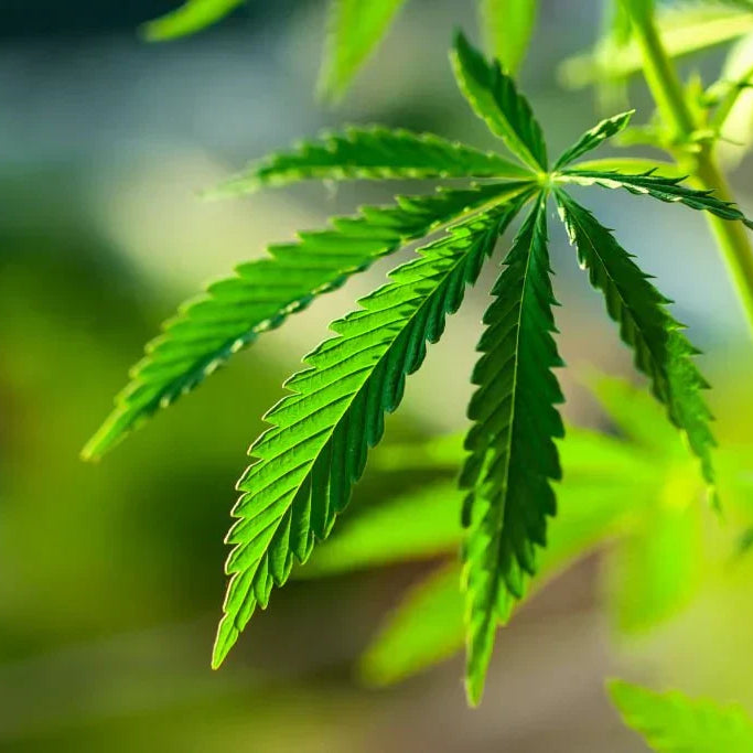 THC-H Guide: Effects, Safety & Legality