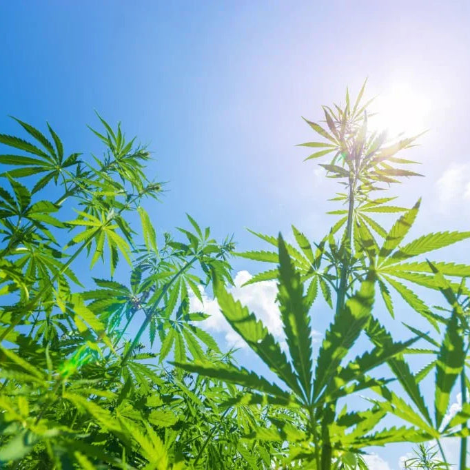 How Strong Is Delta-6 THC? Potency, Effects &amp; What to Expect — 2026 Update