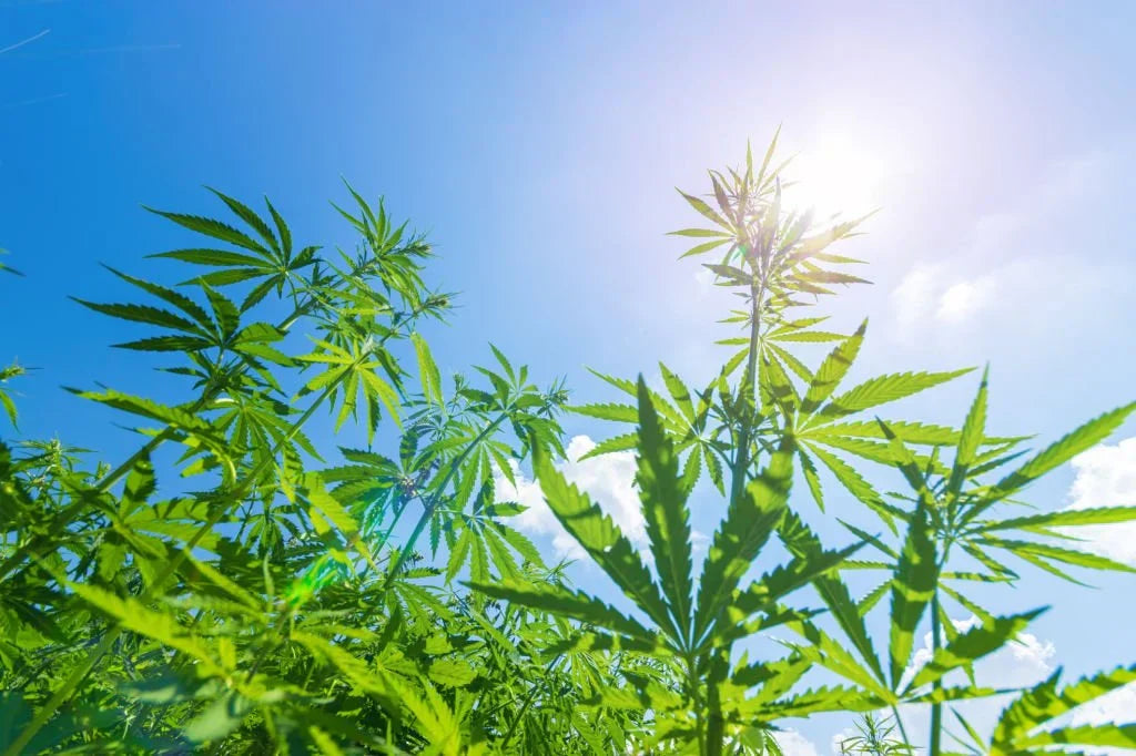 How Strong Is Delta-6 THC? Potency, Effects & What to Expect (2025 Guide)