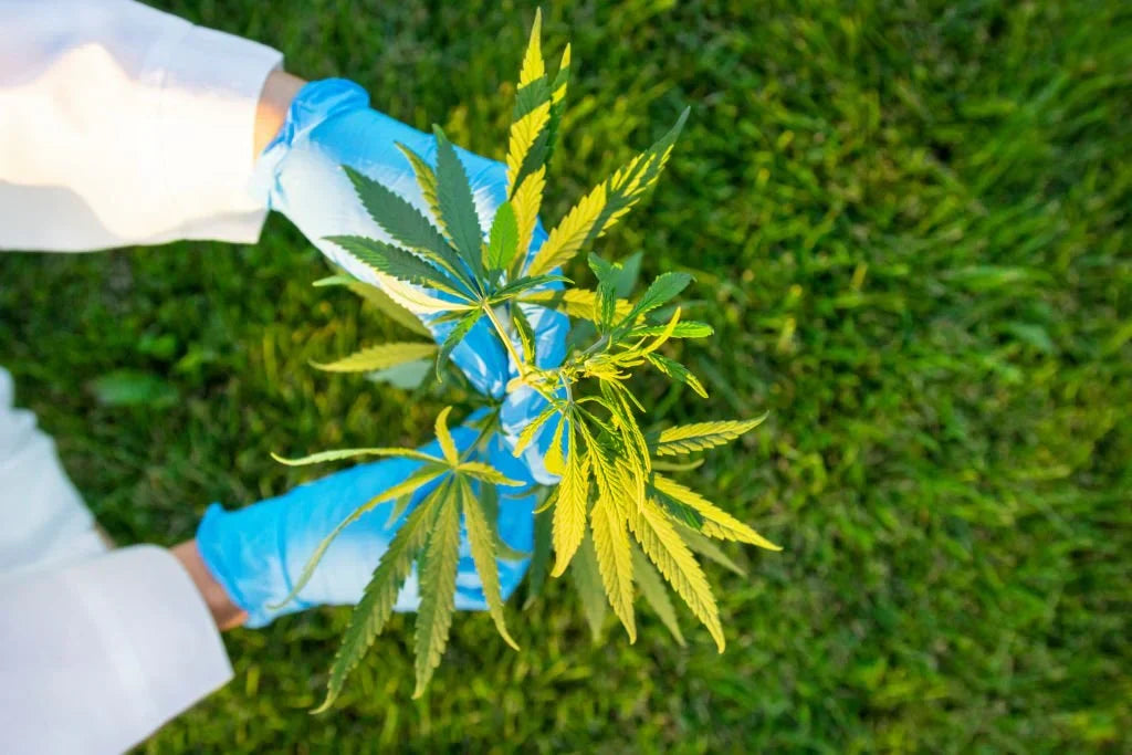 What Is THC-X? Exploring Its Effects and Legal Status — 2026 Update