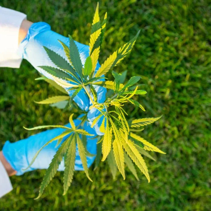 What Is THC-X? Exploring Its Effects and Legal Status — 2026 Update