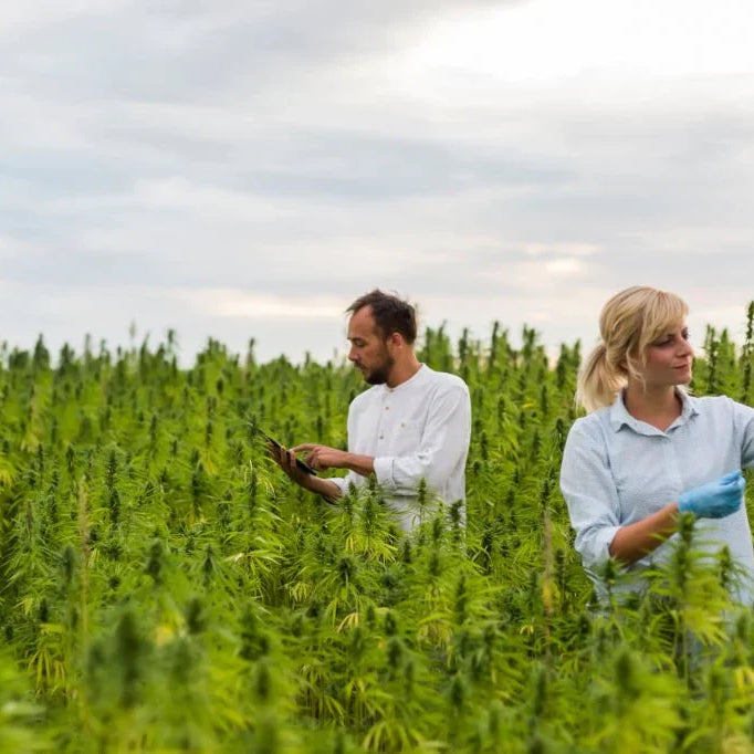 Environmental Impact of Hemp Production — 2026 Update