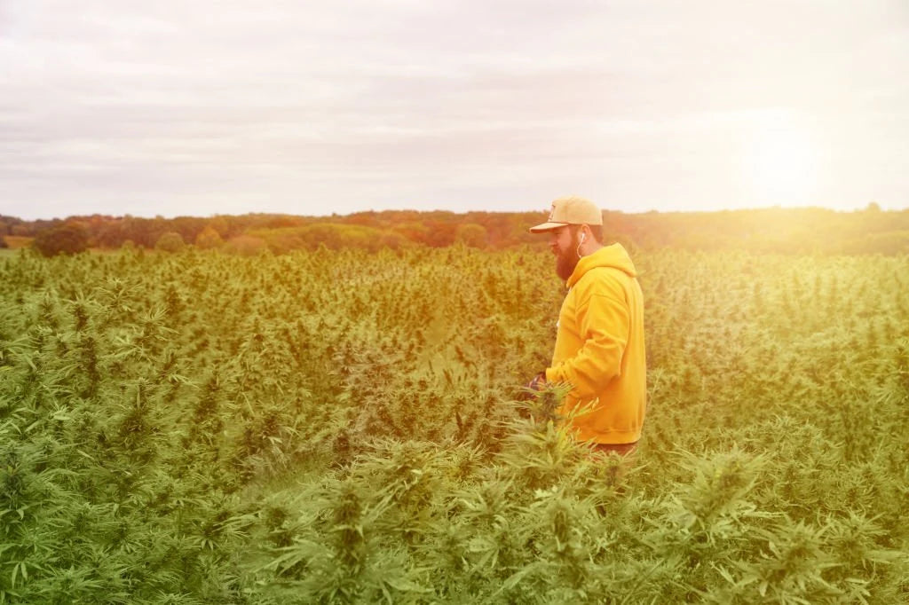 Is Delta 8 Legal In Idaho? Find Out Now!