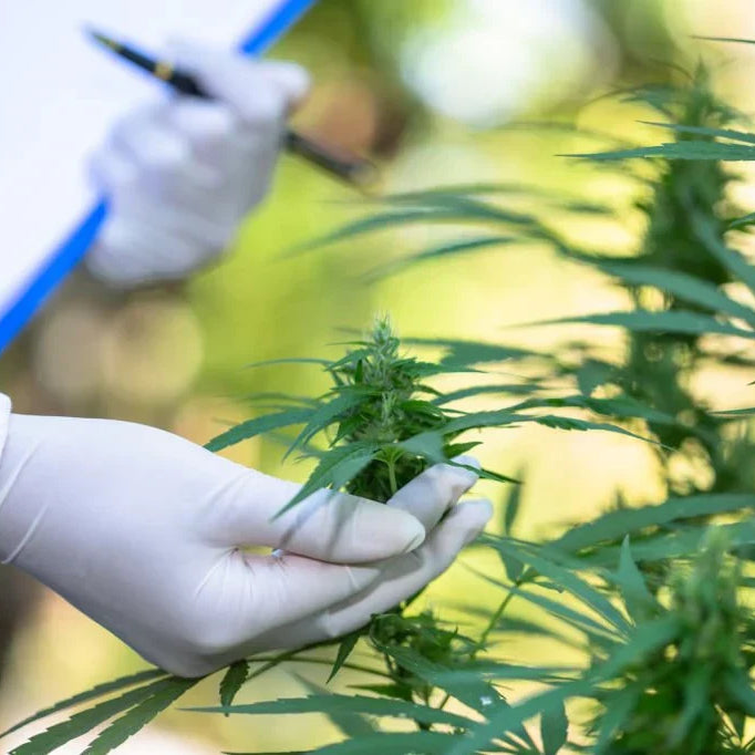 Hemp vs. Marijuana: Exploring Differences and Uses — 2026 Update
