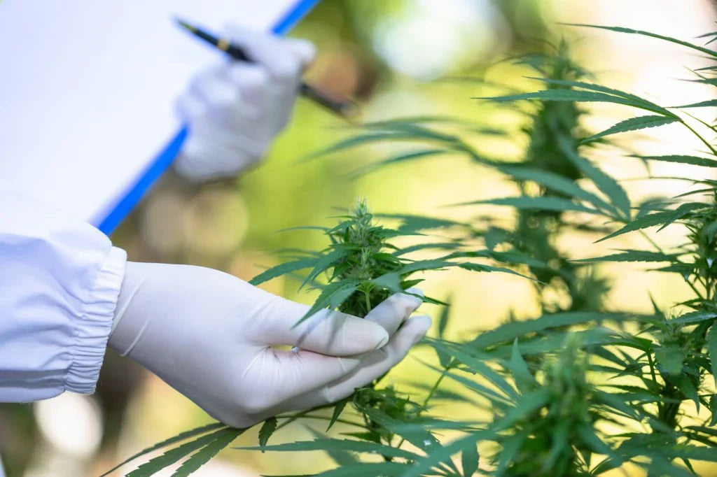 Hemp vs. Marijuana: Exploring Differences and Uses