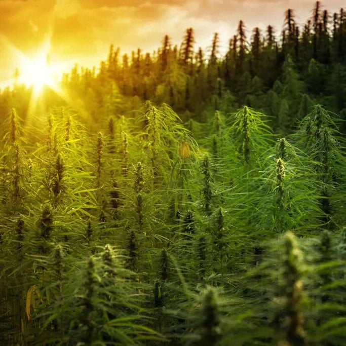 Hemp in the Global Market: A Rapid Growth Analysis — 2026 Update
