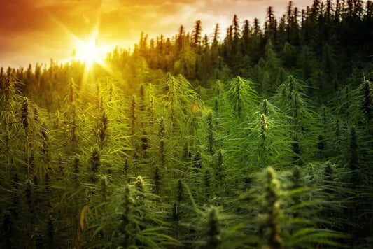 Hemp in the Global Market: A Rapid Growth Analysis