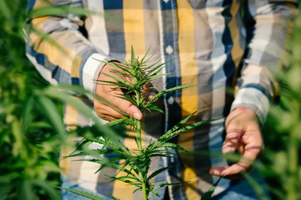 THC vs THCA: Understanding the Key Differences and Benefits — 2026 Update