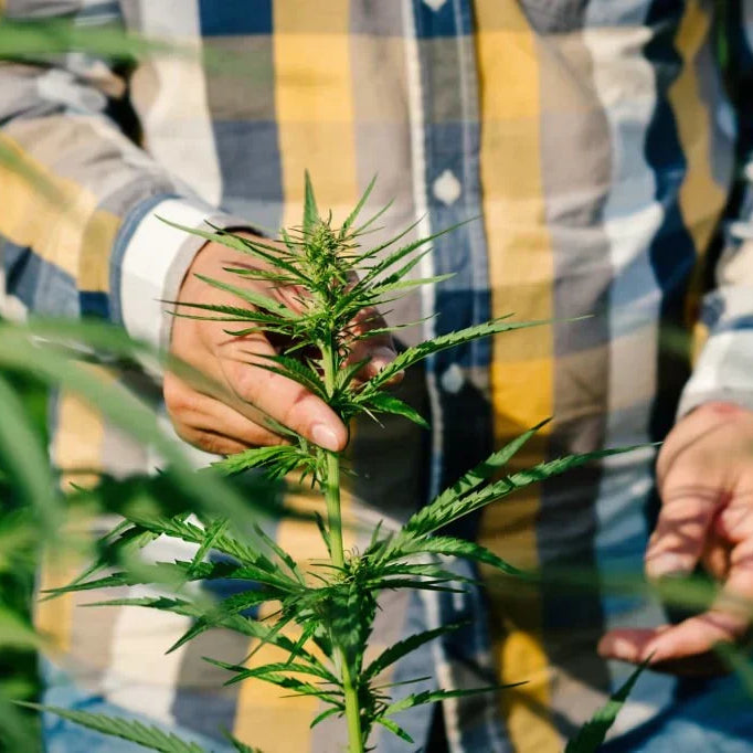 THC vs THCA: Understanding the Key Differences and Benefits — 2026 Update