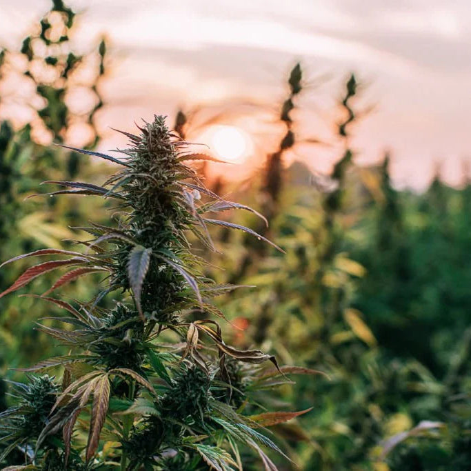 Is Delta‑8 THC Addictive? Understanding the Risks