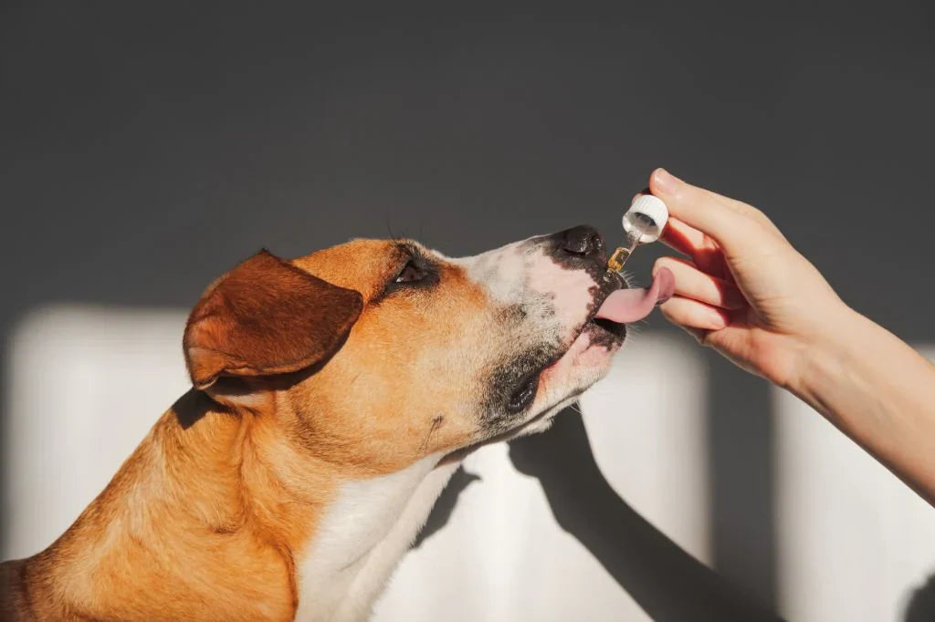 Exploring the Benefits and Safety of Hemp Products for Pets