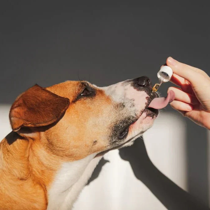 Exploring the Benefits and Safety of Hemp Products for Pets — 2026 Update