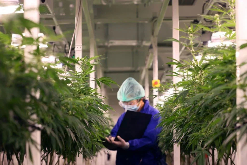 How Is THCA Flower Made? A Complete Guide — 2026 Update