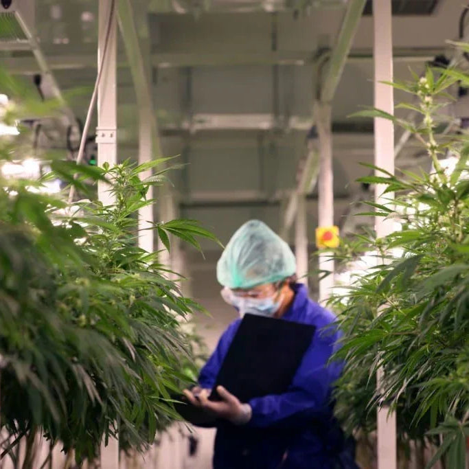 How Is THCA Flower Made? A Complete Guide — 2026 Update
