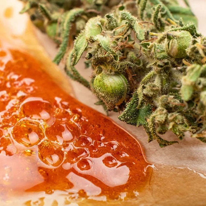The Power of Rosin Weed: Solvent‑Free Extract Guide