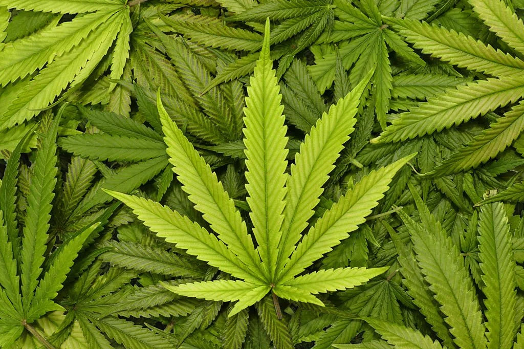 HHC-O Guide: Effects, Safety & Legality
