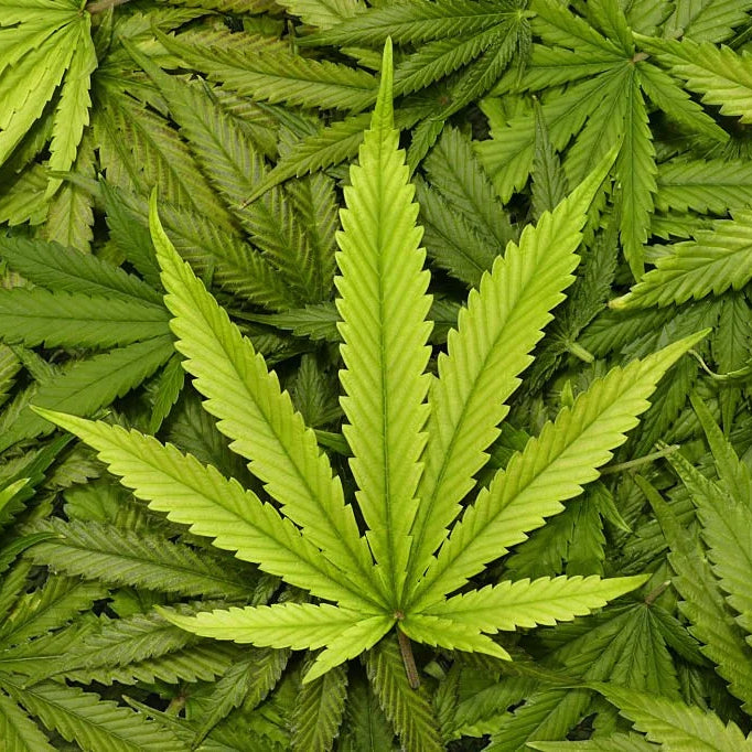 HHC-O Guide: Effects, Safety & Legality