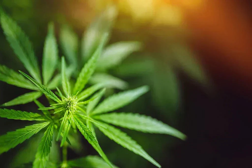 Tracing Back: The History of Hemp Products Explored — 2026 Update