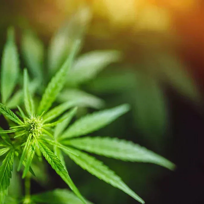 Tracing Back: The History of Hemp Products Explored — 2026 Update