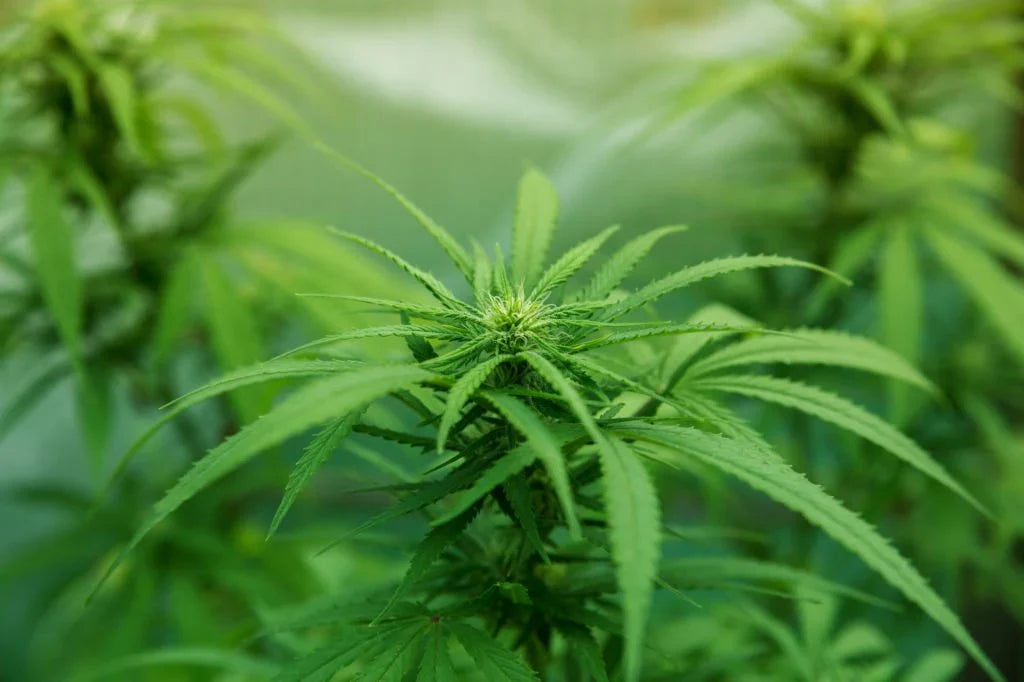 Discover The Best Delta 8 Brands For A Happy High!