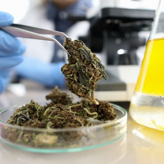 Hemp certificate of analysis with cannabinoid results and test-panel sections