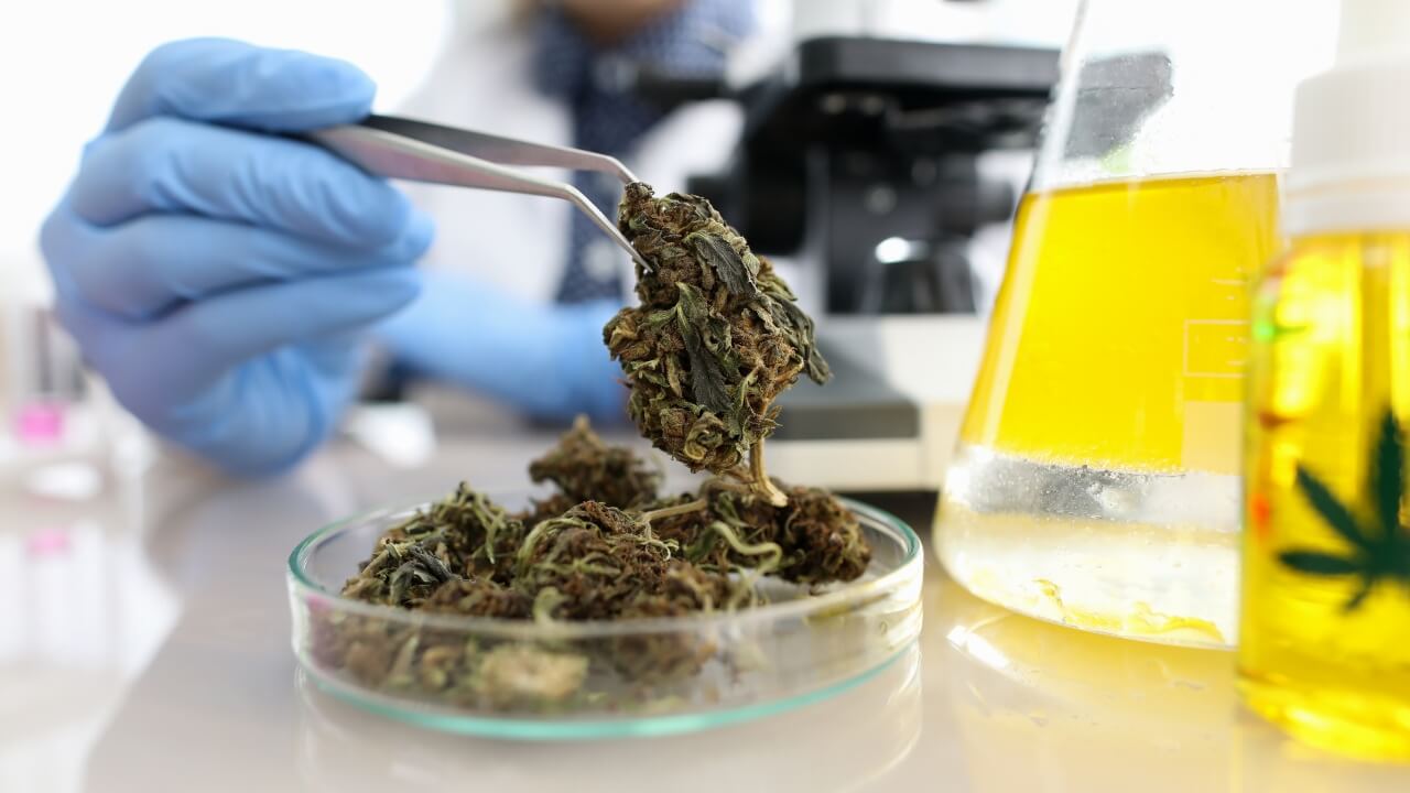 How To Read Hemp COAs (Certificates of Analysis)