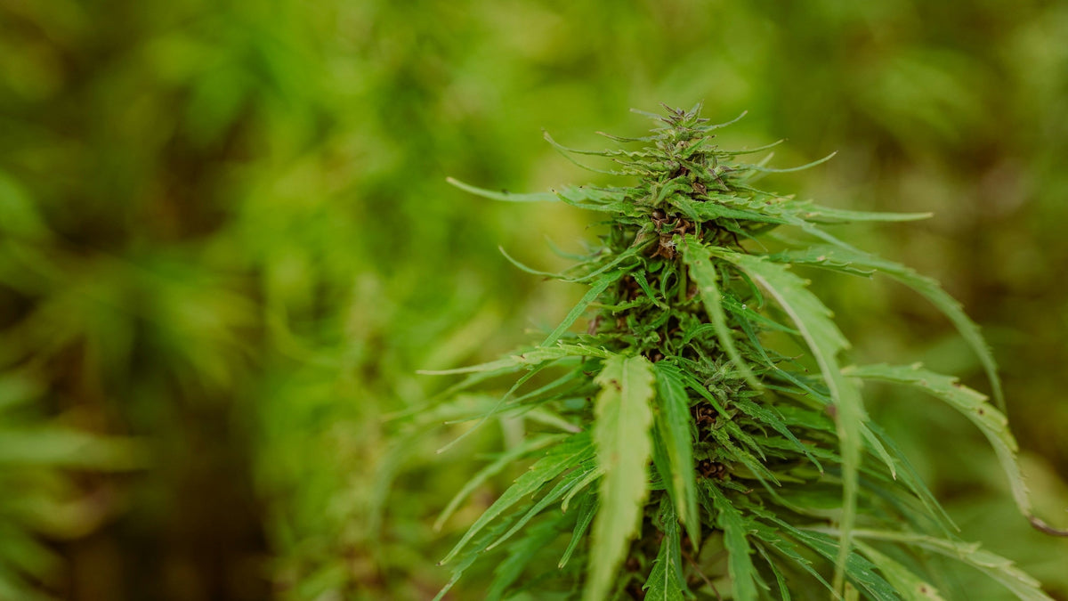Hemp Myths Busted: What You Should Know — BD LOGISTICS