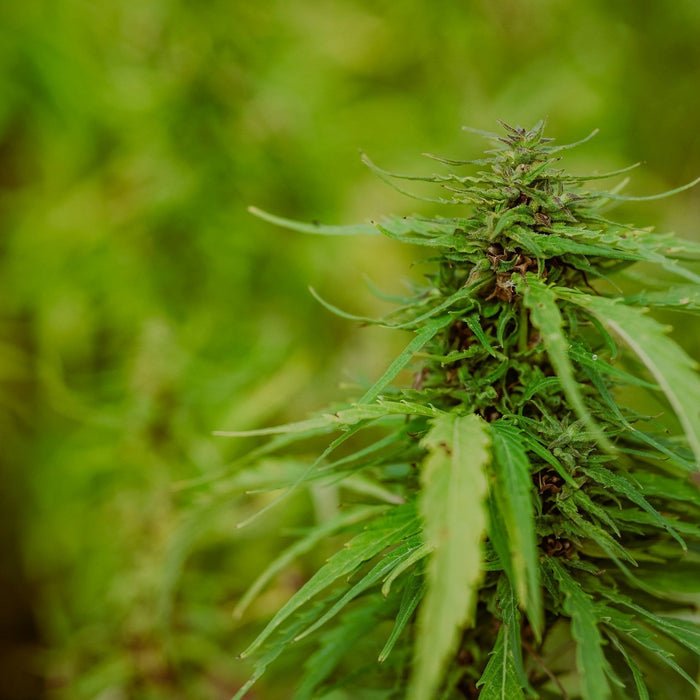 Hemp Myths Busted: What You Should Know