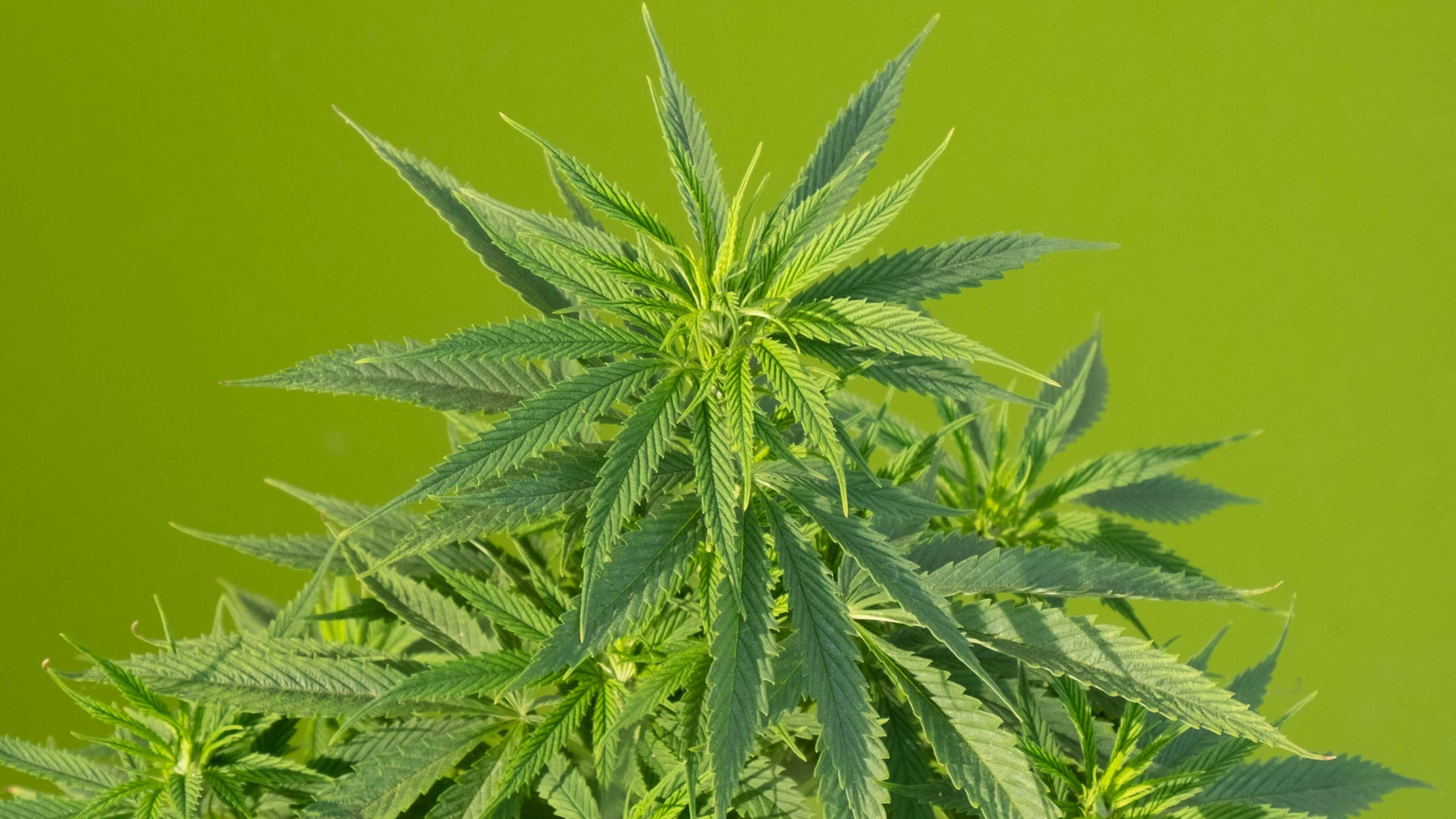 What Are Minor Cannabinoids? Hemp Compounds You Should Know